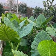 بابا ادم تنه سبز