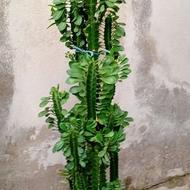 گل افوربیا وگلهای دیگر