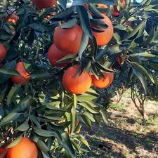 تامسون فله خوش رنگ