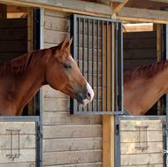 پانسیون و نگهداری از اسب شُما تنکابن بصورت وی آی پی