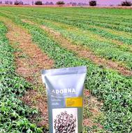 بذر یونجه ایتالیایی گرمسیر