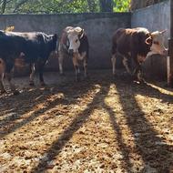 فروش 3 گاو گوساله تلم ماده سیمینتال همگی آبستن