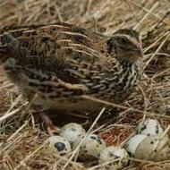 بلدرچین تخم گذار جوان آماده کشتار، گوشتی