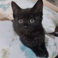 واگذاری رایگان بچه گربه