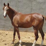 اسب مادیون نژاد دار