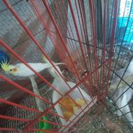 معاوضه عروس هلندی تخمگذار