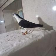 چادری خوشرنگ