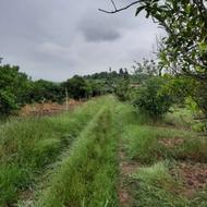 قطعه زمینی به مساحت 350 متر با قیمت باورنکردنی فقط و فقط 690