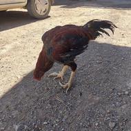 خروس لاری ...