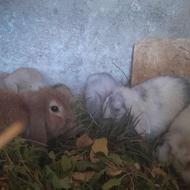 بچه خرگوش لوپ تقویت وعالی