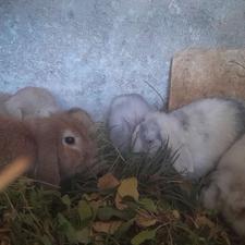 بچه خرگوش لوپ تقویت وعالی