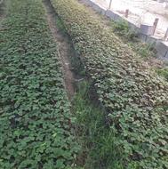 بوته توت برگی ریشه لخت