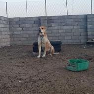 واگذاری سگ گلگی