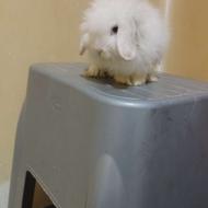 این خرگوش لوپی نربفروش میرسد