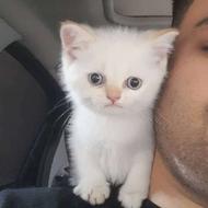 گربه بریتیش