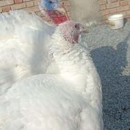 بوقلمون بیوتی