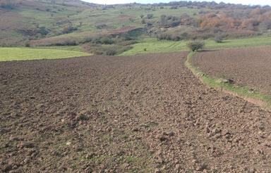 زمین مزروعی