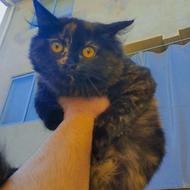 گربه پرشین ماده دال فیس 4ماهه شناسنامه دار