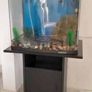 آکواریم خانگی