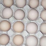 تخم مرغ نطفه دار 100 درصد تضمینی