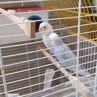 یک جفت مرغ عشق مولد