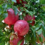 انار محمود آباد درجه یک فروشی