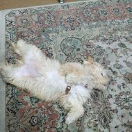 یه هاپوی خیلی آروم