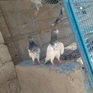 کفتر تیدی ضمانت میدم