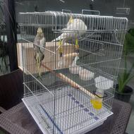 عروس هلندی جفت