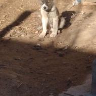 توله سگ قدرجانی واگذاری 