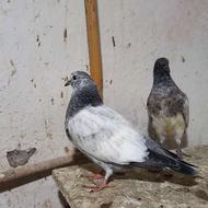 جفت جوجه پروازی