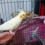 طوطی عروس هلندی