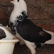 خریدار کفتر گنجه بر