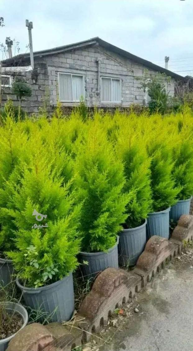 گل و نهال و انواع خدمات کشاورزی وباغداری