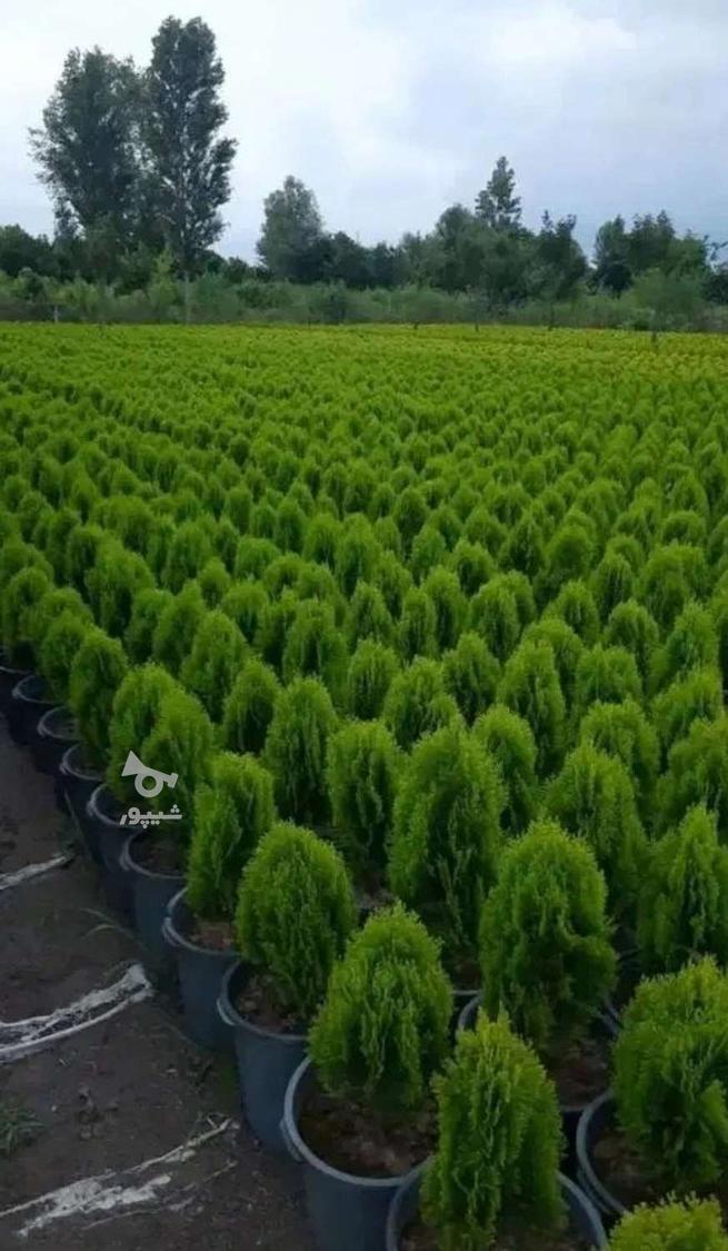 گل و نهال و انواع خدمات کشاورزی وباغداری