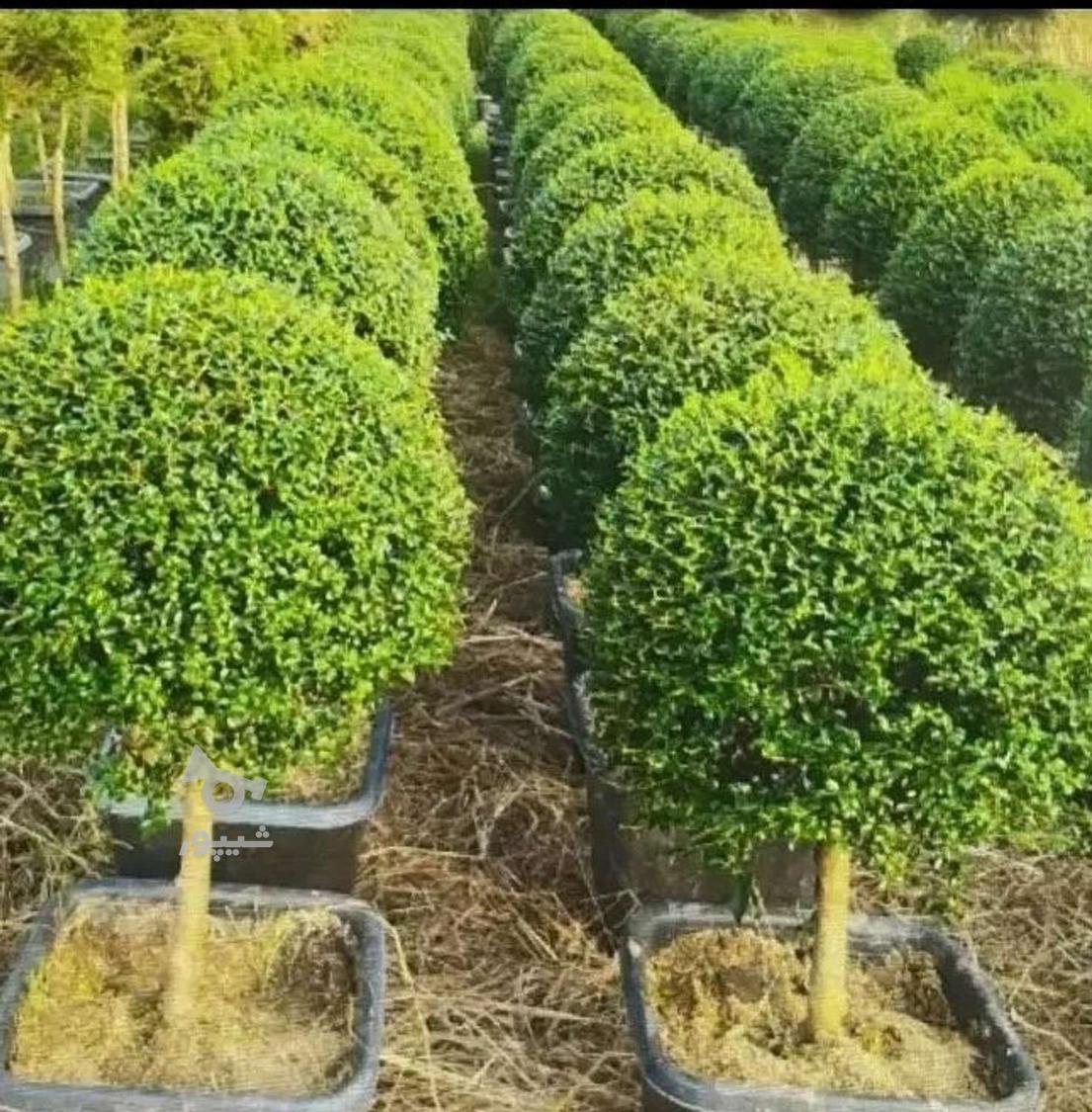 گل و نهال و انواع خدمات کشاورزی وباغداری