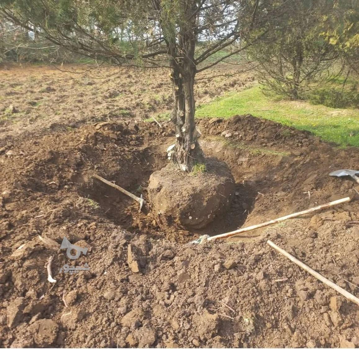 گل و نهال و انواع خدمات کشاورزی وباغداری