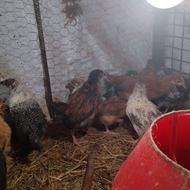 جوجه گلپایگانی