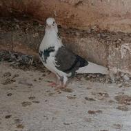 کبوتر ماده ابلغ پرشی