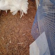 فروش کبوتر دم طاووسی