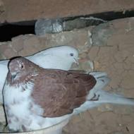 کبوتر تکپر پرشی