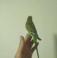 مرغ عشق رام .