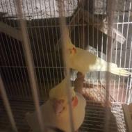 دوهفته طوطی عروس همراه بایک جوجه