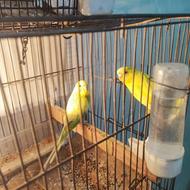 مرغ عشق جفت سلامت