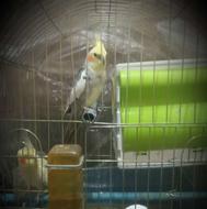 واگذاری عروس هلندی به علت مهاجرت