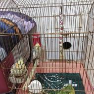 عروس هلندی نرو ماده