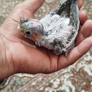 عروس هلندی سریلاکی