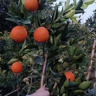 انواع نهال مرکبات