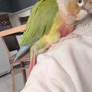 گرینچیک اهلی ودستی