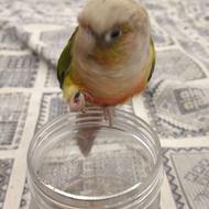 گرینچیک اهلی ودستی